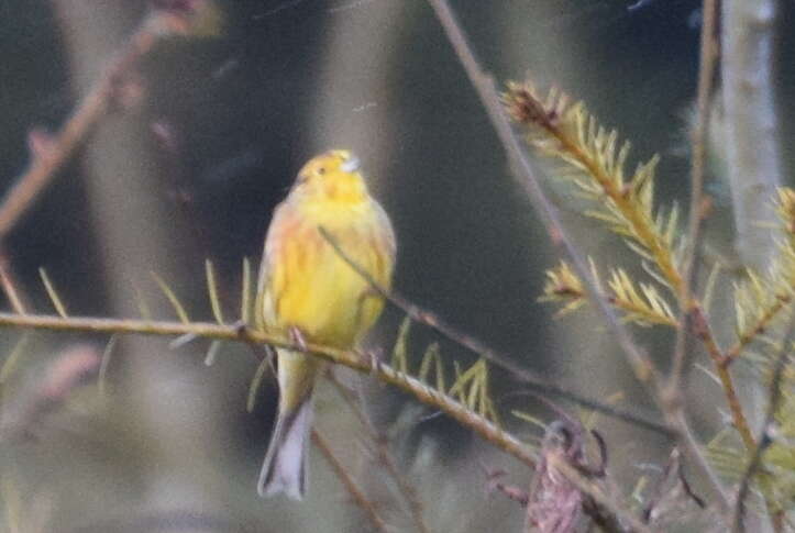 Image of Yellowhammer