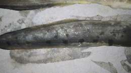 Image of Spiny eel