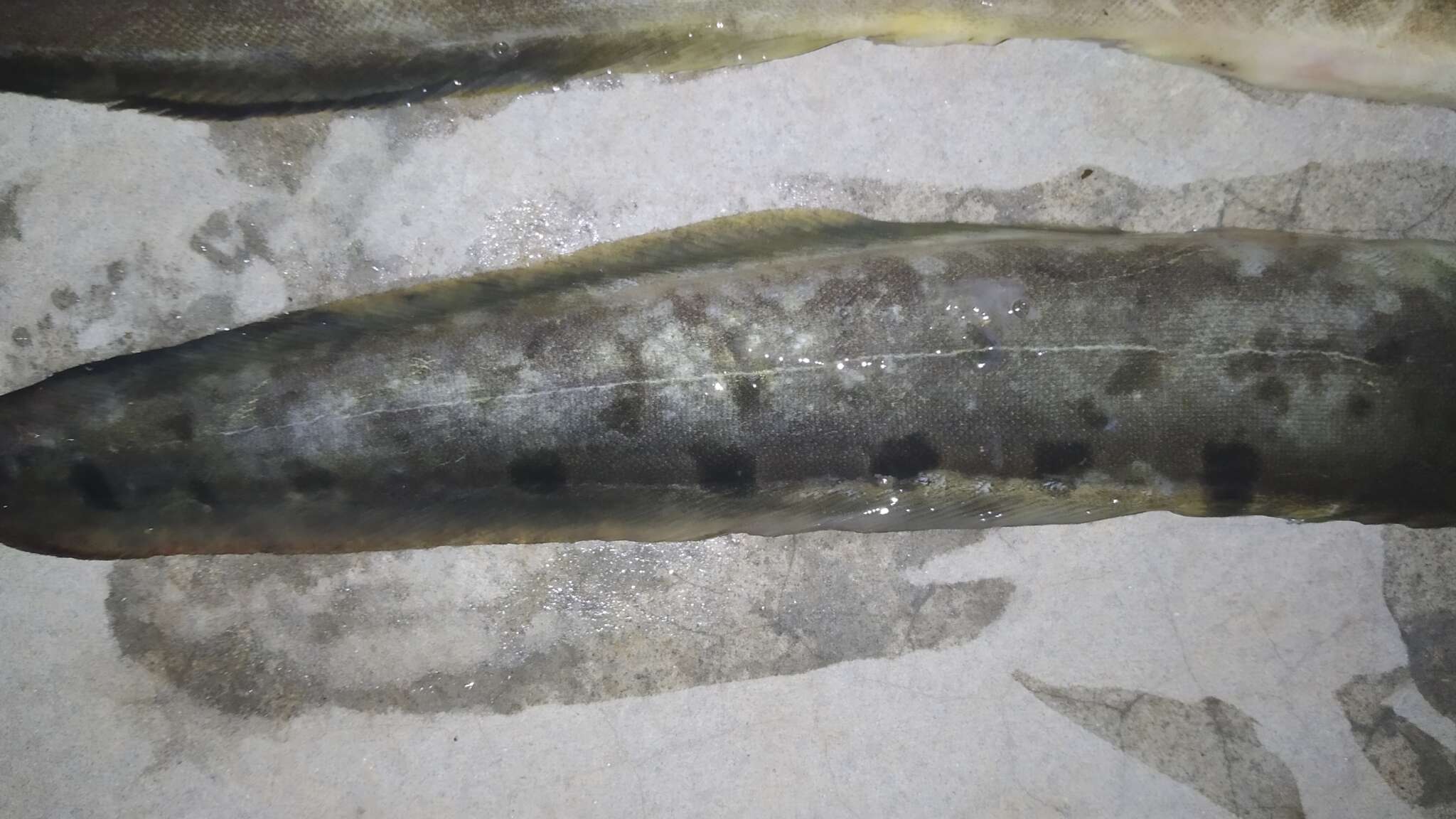 Image of Spiny eel