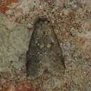 Image of White-lined Graylet