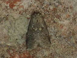 Image of White-lined Graylet