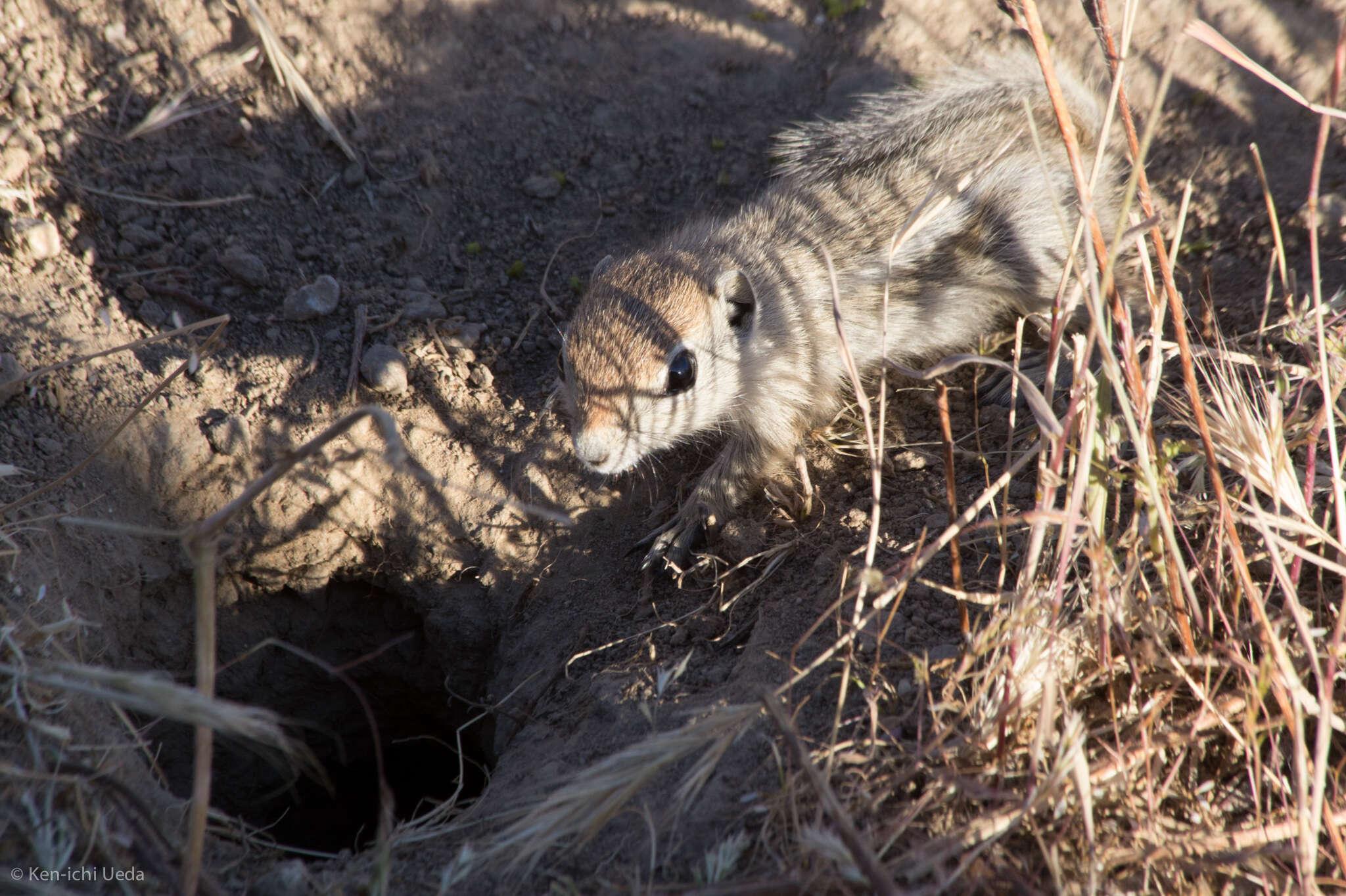 Image of Nelson's Antelope Squirrel