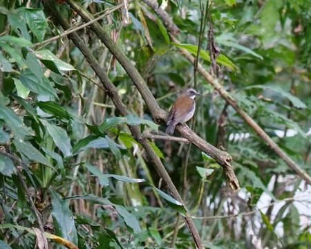 Image of Brown-chested Alethe