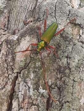 Chromalizus (Callichromalizus) speciosus (Guérin-Méneville 1844)的圖片