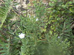 Image of Linum monogynum var. chathamicum Cockayne