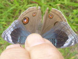 Image of Junonia artaxia Hewitson 1864