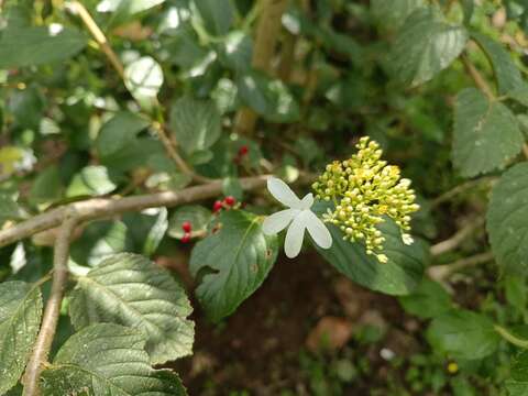 Image of Viburnum hanceanum Maxim.