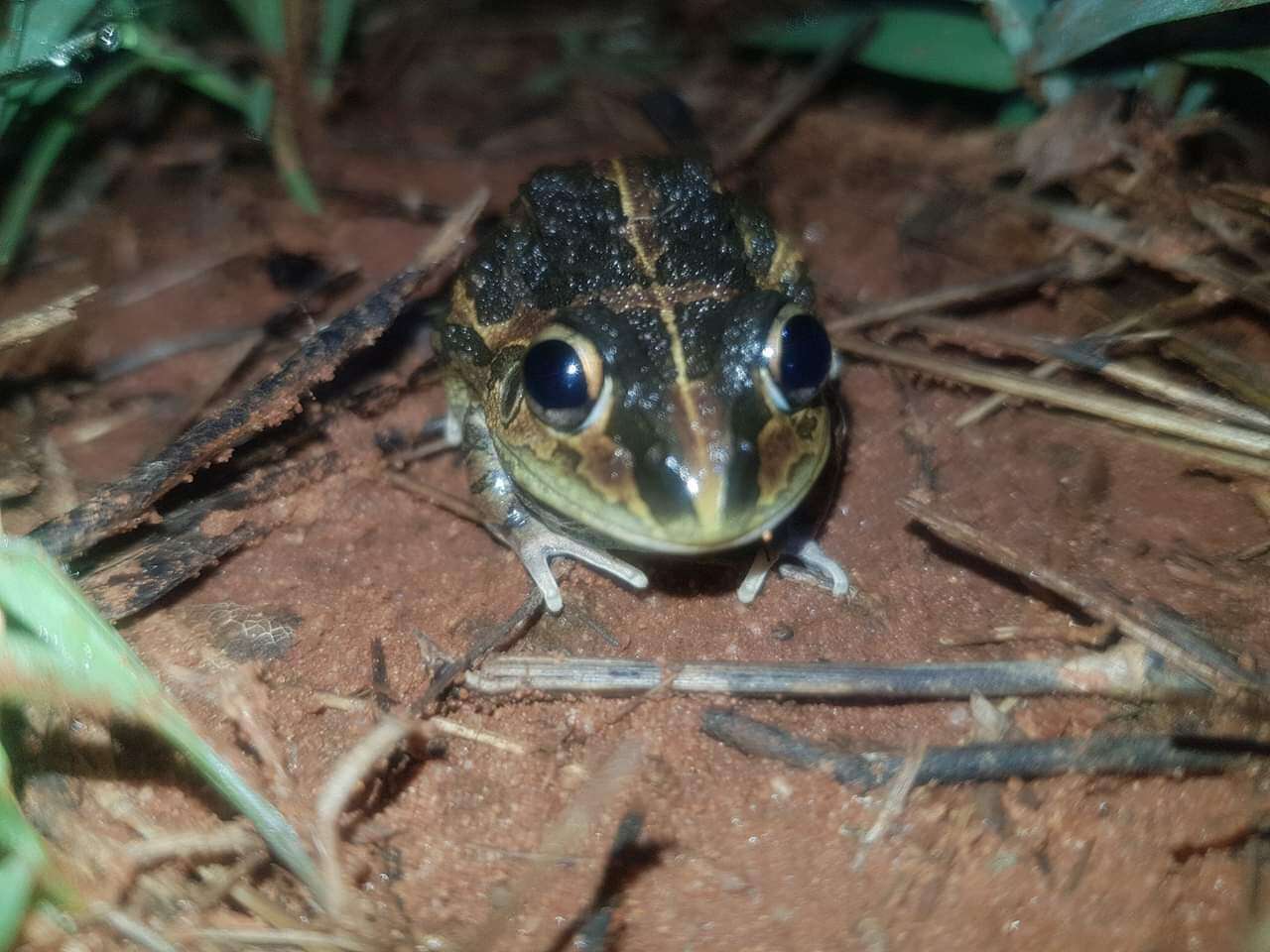 Image of Long-footed Frog