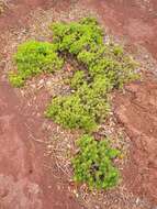 Plantago arborescens subsp. arborescens resmi