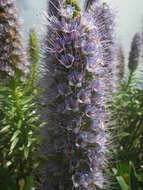 Image of Echium hierrense Webb ex C. Bolle