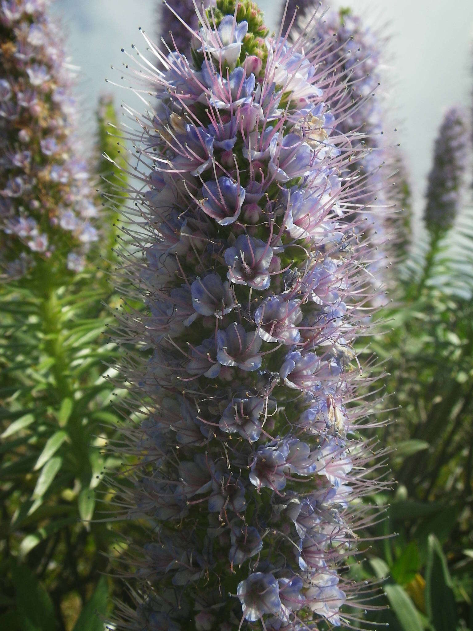 Echium hierrense Webb ex C. Bolle的圖片