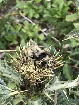 Image of Bombus formosellus (Frison 1934)