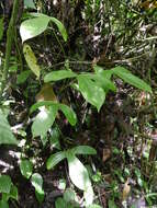 Image of Anthurium alatum Engl.