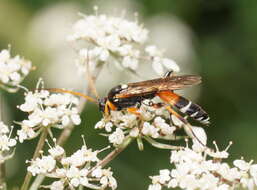 Image of Ichneumon promissorius Erichson 1842