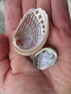 Image of silver abalone