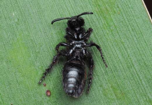 Image of Scolia sexmaculata (Muller 1766)