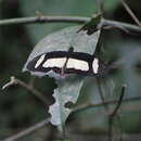 Image de Papilio garleppi Staudinger 1892