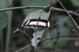 Papilio garleppi Staudinger 1892 resmi