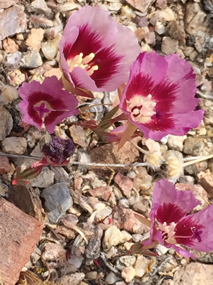 Image of redspot clarkia