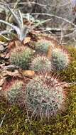 Image of Mammillaria nunezii subsp. nunezii