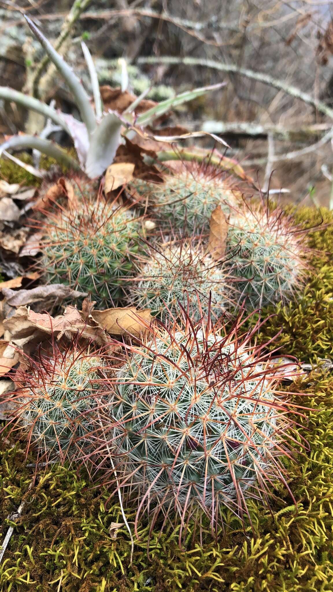 Mammillaria nunezii subsp. nunezii的圖片