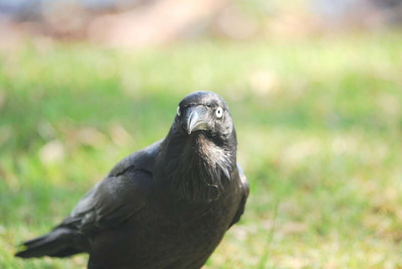 Слика од Corvus coronoides Vigors & Horsfield 1827