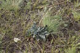 Image of Goniolimon speciosum (L.) Boiss.