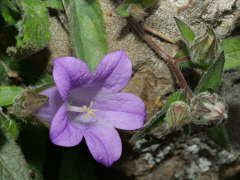 Imagem de Campanula tubulosa Lam.