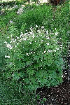 Image of Geranium rivulare Vill.