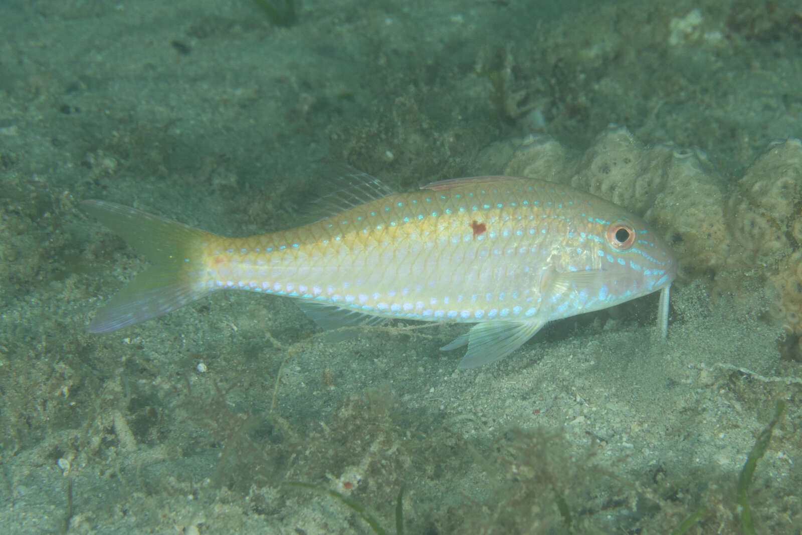 Image of Cinnabar goatfish