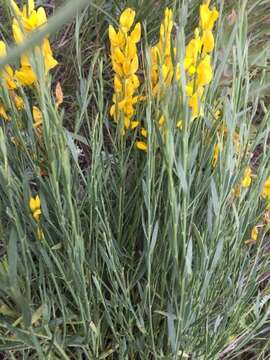 Genista transcaucasica Schischkin的圖片