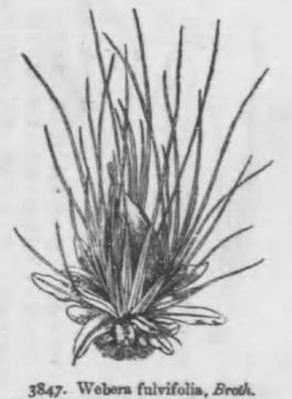 Image of Diphyscium