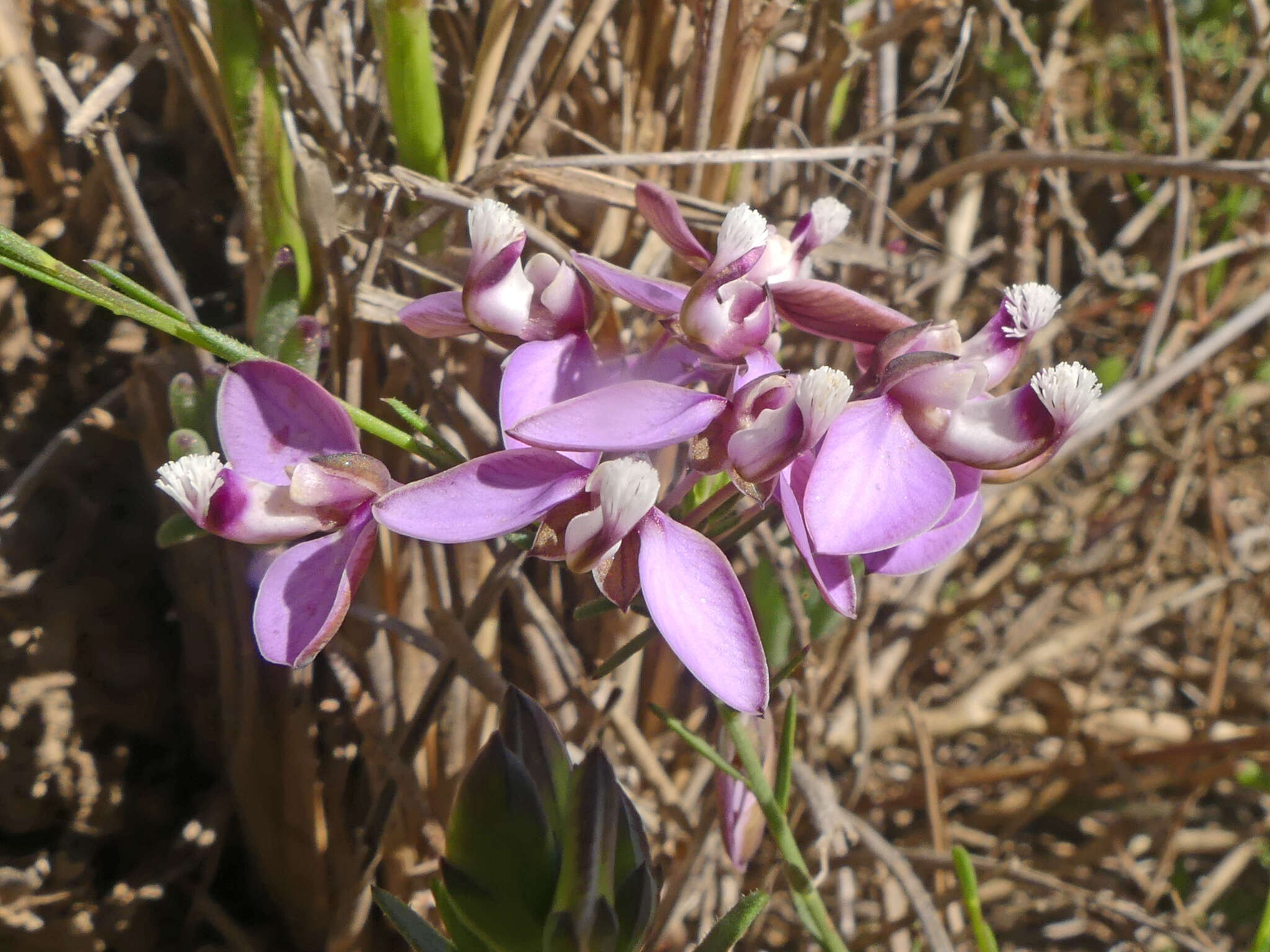 Image of Polygala umbellata Thunb.