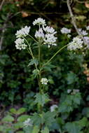 Image of variableleaf Indian plantain