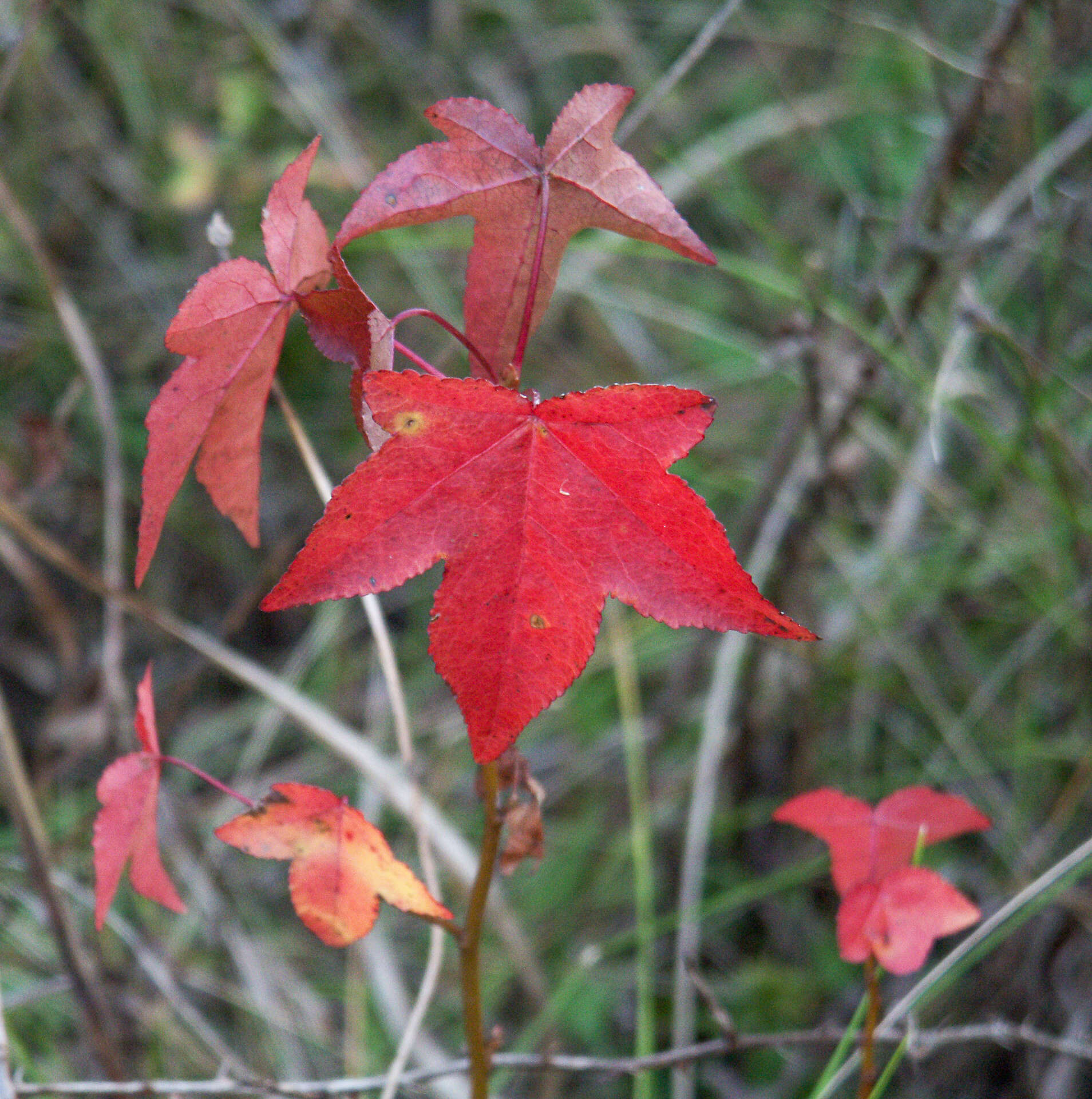 Image of Pseudocercospora neoliquidambaris C. Nakash. & Tak. Kobay. 2002