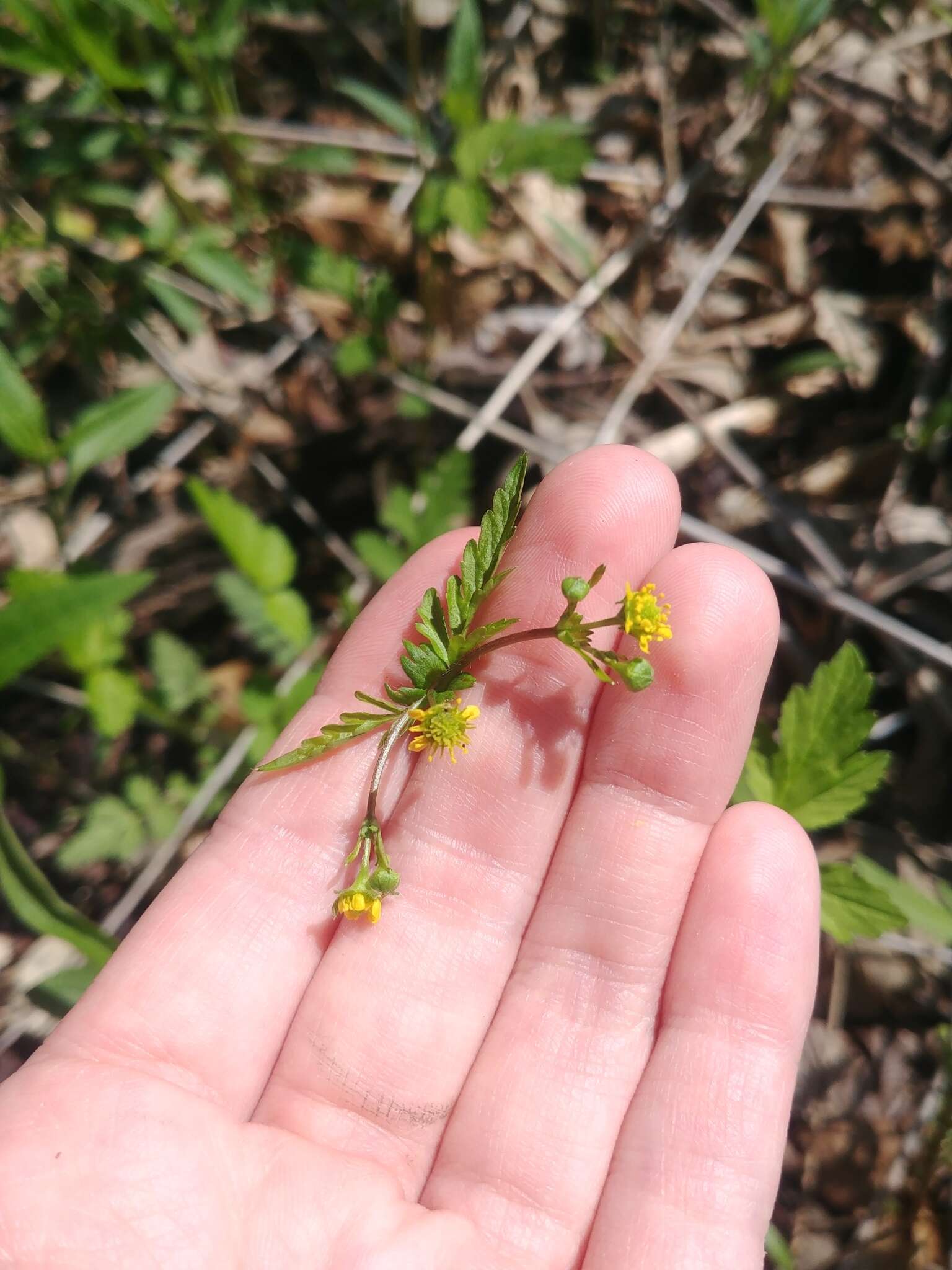 Plancia ëd Geum vernum (Raf.) Torr. & Gray