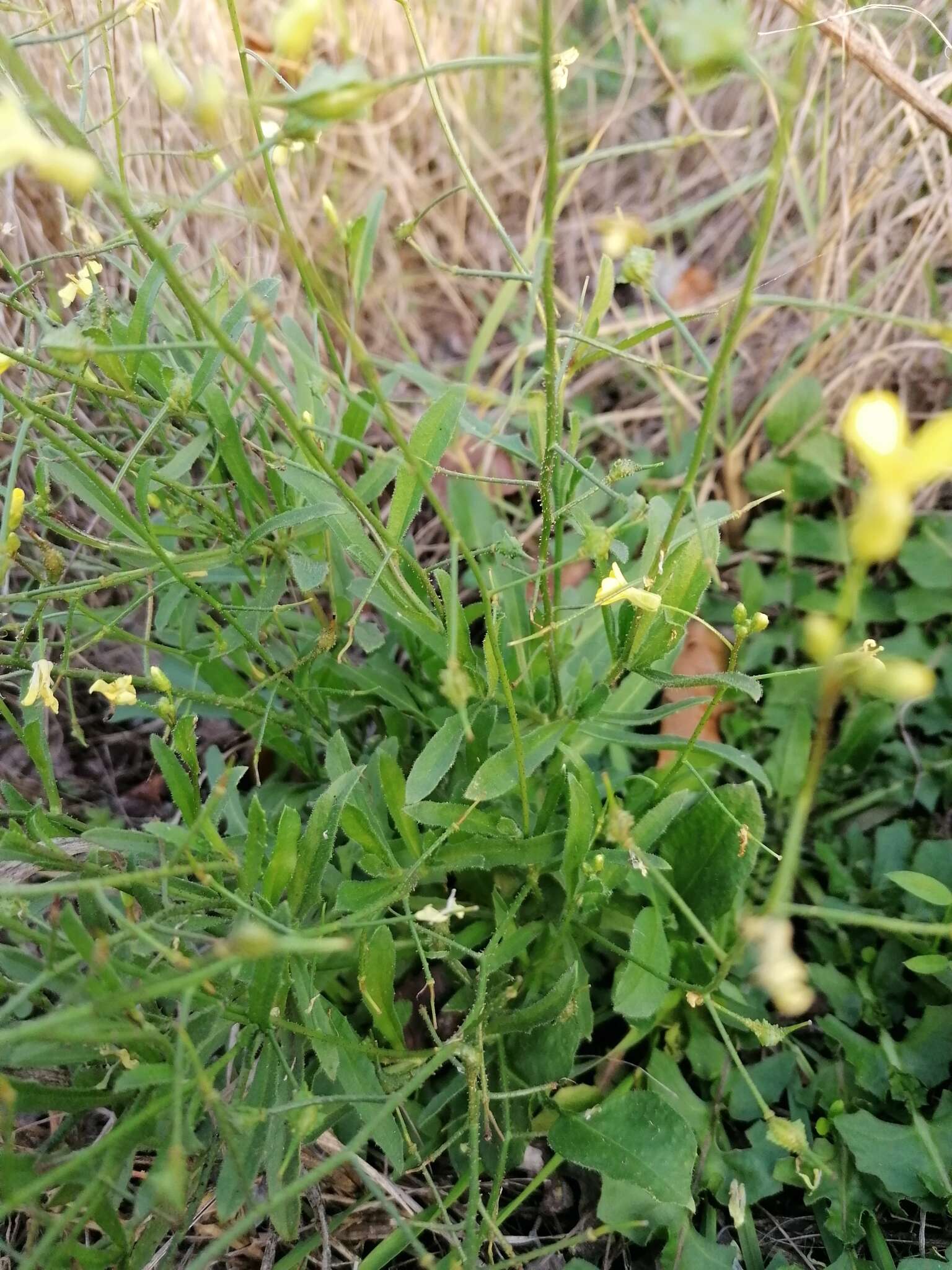 Image of crested wartycabbage