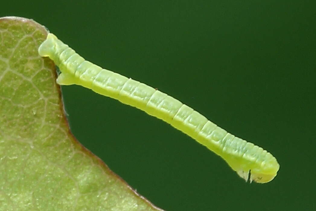 Image of early tooth-striped