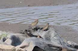 Image of Red-throated Pipit