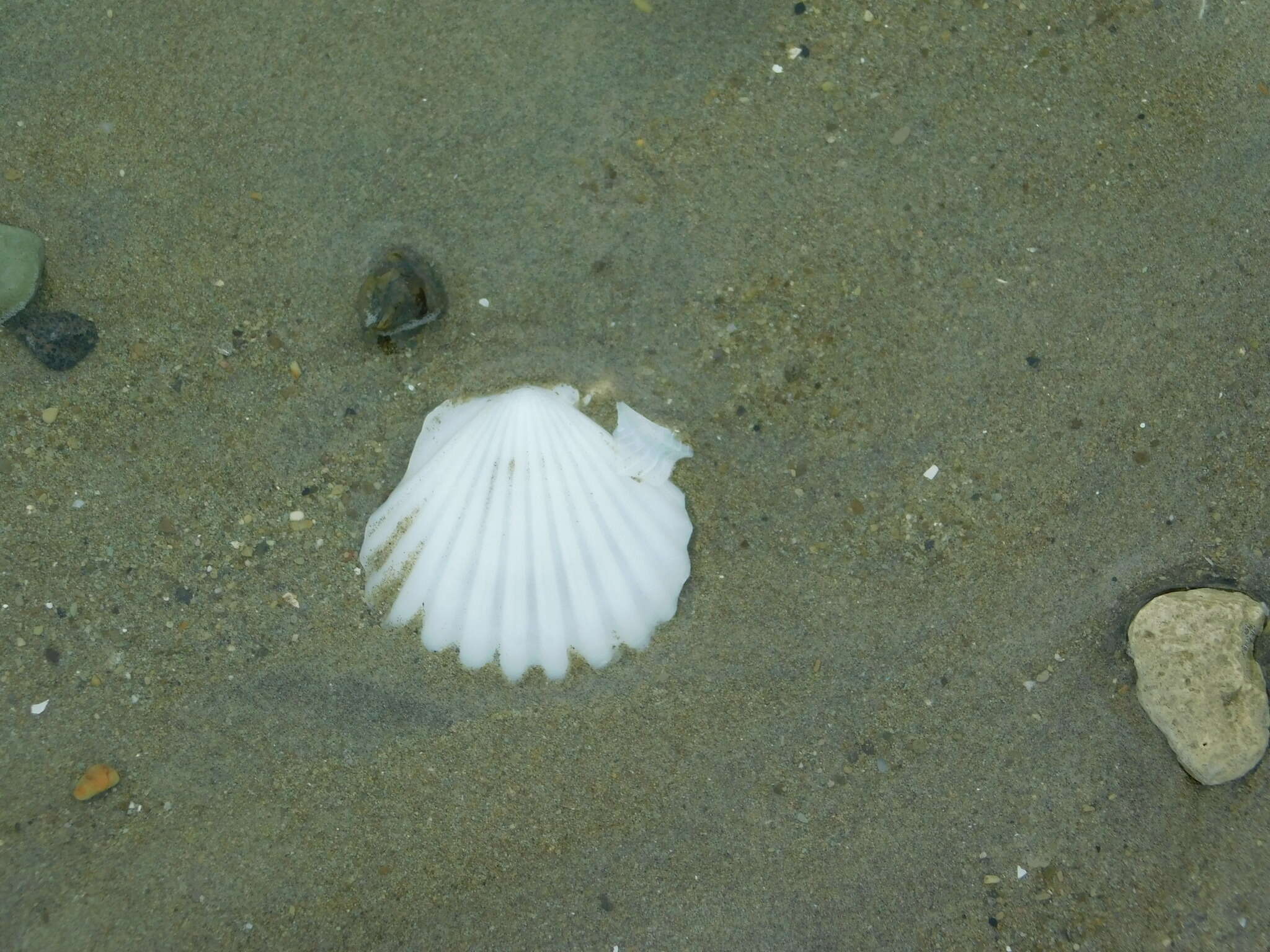 صورة Leptopecten Verrill 1897