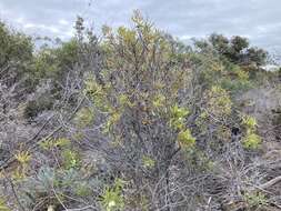 Image of Hakea ambigua Meissn.