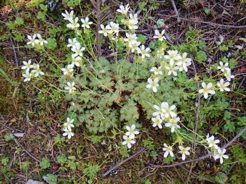 Plancia ëd Saxifraga cespitosa L.