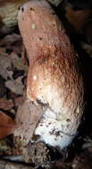 Sivun Boletus subcaerulescens (E. A. Dick & Snell) Both, Bessette & A. R. Bessette 2000 kuva