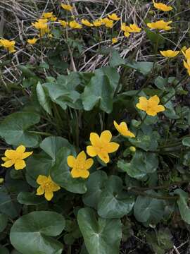 Image of yellow marsh marigold