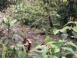 Image of Black Agouti