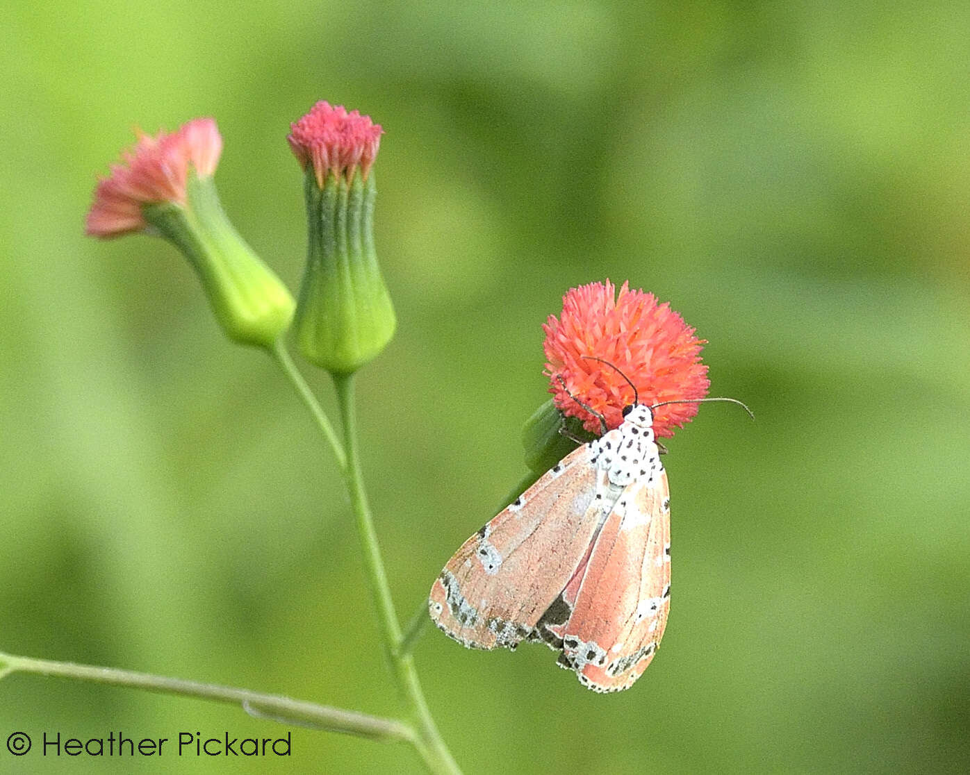 Sivun Utetheisa ornatrix Linnaeus 1758 kuva