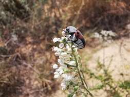 صورة Megalostomis (Pygidiocarina) dimidiata Lacordaire 1848