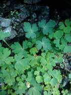 Image of Aquilegia ophiolithica Barberis & E. Nardi