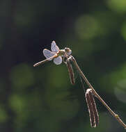 Image of <i>Sympetrum <i>striolatum</i></i> striolatum