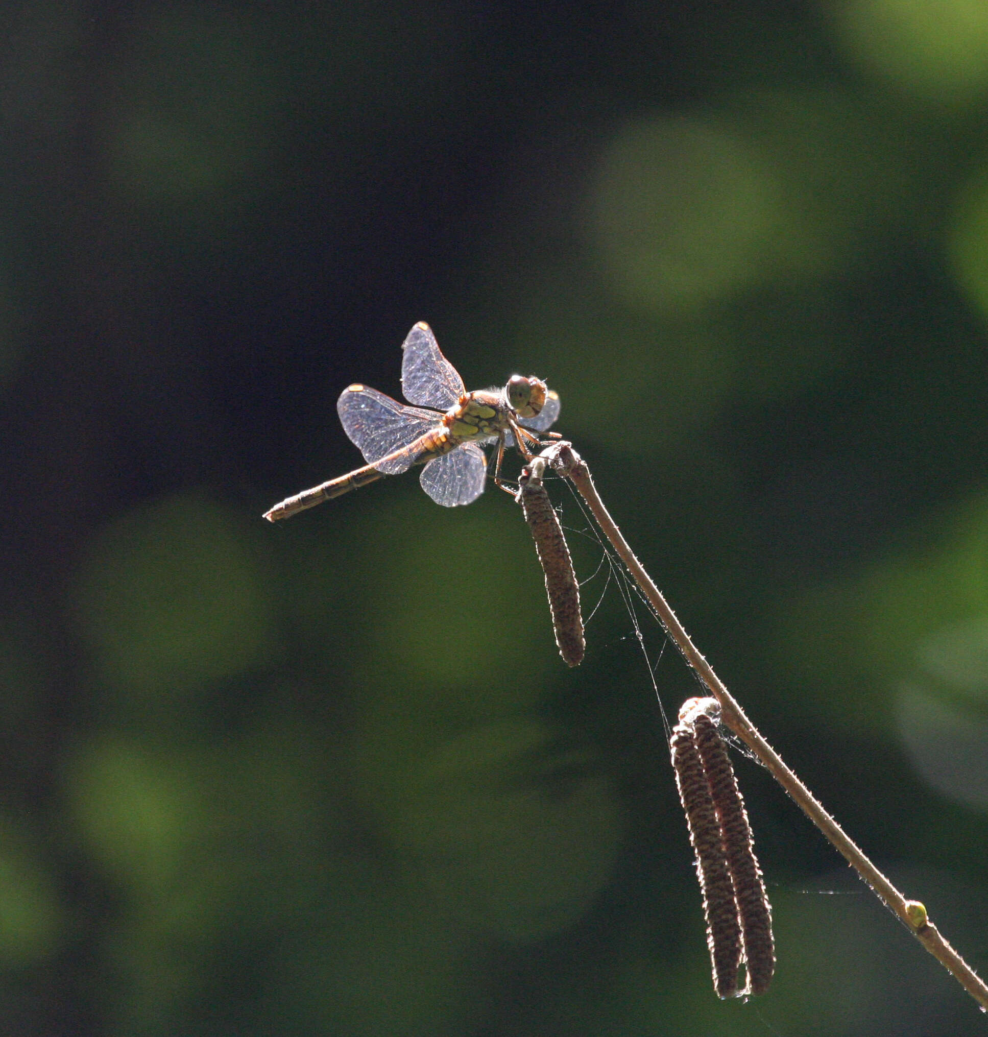 Image of <i>Sympetrum <i>striolatum</i></i> striolatum